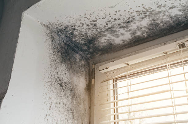 Mold Remediation service in Richmond, Richmond, MI